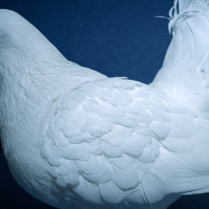 猫女面包加工厂原视频
